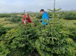 OBRAZEM: Obrovská plantáž nad Baškou už spustila prodej vánočních stromků