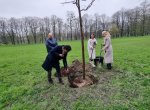 Ostrava má druhý strom Olgy Havlové. Tentokrát v Komenského sadech