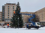 Vánoční stromy mizí z ostravských náměstí, skončí pod pilami městských lesů