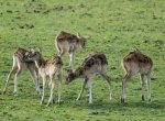 Velký úspěch ostravské zoo. Pomohla založit záchranný program v Latinské Americe