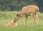 V ostravské zoo se narodila mláďata vzácných jelenů. K vidění jsou v safari