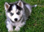 Policie stíhá muže, který ukopal štěně sibiřského husky