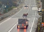 VIDEO: Tohle vás pobaví! Po Ostravě pobíhala kráva, její pouť skončila na hřbitově