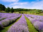 V podhůří Beskyd vzniká levandulová farma. Turisty by mohla přivítat už příští rok