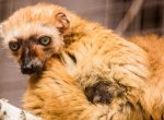 V ostravské ZOO se narodilo třetí mládě vzácného lemura