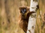 V ostravské zoo se narodilo mládě ohroženého lemura červenobřichého