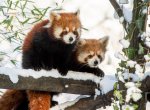 Ostravská zoo spustila adventní kalendář, k návštěvě nabízí lákavé odměny