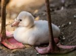 V ostravské zoo se líhnou plameňáci, jeden ze symbolů této zahrady