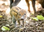 To je slaďouš. V ostravské zoo se narodilo mládě vzácného prasete z Filipín