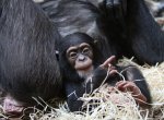 Zoologická zahrada Ostrava znovu otevřela, návštěvníci musejí mít roušky