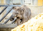 Mladý slon z ostravské zoo se chystá na převoz, učí se chodit do transportního kontejneru