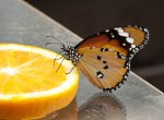 Arboretum Nový Dvůr láká po celý červen na nádherné tropické motýly