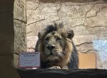 V Zoo Ostrava se zabydluje nový samec lva indického, dorazil z Polska