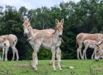 Na safari v ostravské zoo žije nejpočetnější stádo onagerů na světě, má sedm mláďat