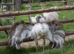 Exotika na farmách severu Moravy: pštros, křepelky či tibetský jak