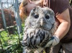 ​Mladí puštíci bělaví ze Zoo Ostrava budou žít ve Vídeňském lese