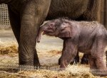 Ostravská zoo čeká rekordní počet návštěvníků. Láká i na nové sloní mládě