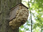 Rarita v ostravské zoo. Sršni velkým hnízdem obalili ptačí budku