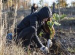 Za každou přihlášku jeden strom. Ostravská univerzita jich nyní vysázela skoro devět tisíc