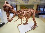 Model tyrannosaura je ozdobou Geologického pavilonu technické univerzity