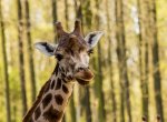 Zoo Ostrava v pondělí otevře. Dovnitř smí jen 20 procent kapacity návštěvníků