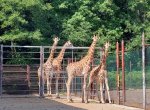 Do ostravské zoo letos přišlo už půl milionu lidí. Padne loňský rekord?