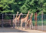 Ostravská zoo má dvě nové žirafy, dorazily ze safariparku