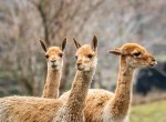 Ostravská zoo prodlužuje otevírací dobu, zvýhodněné vstupné zůstává